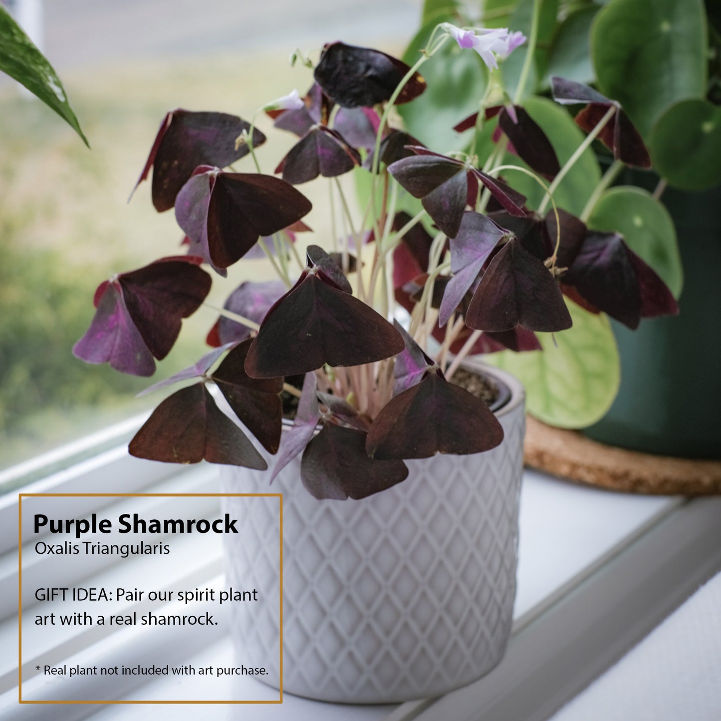 Purple Shamrock Night Light